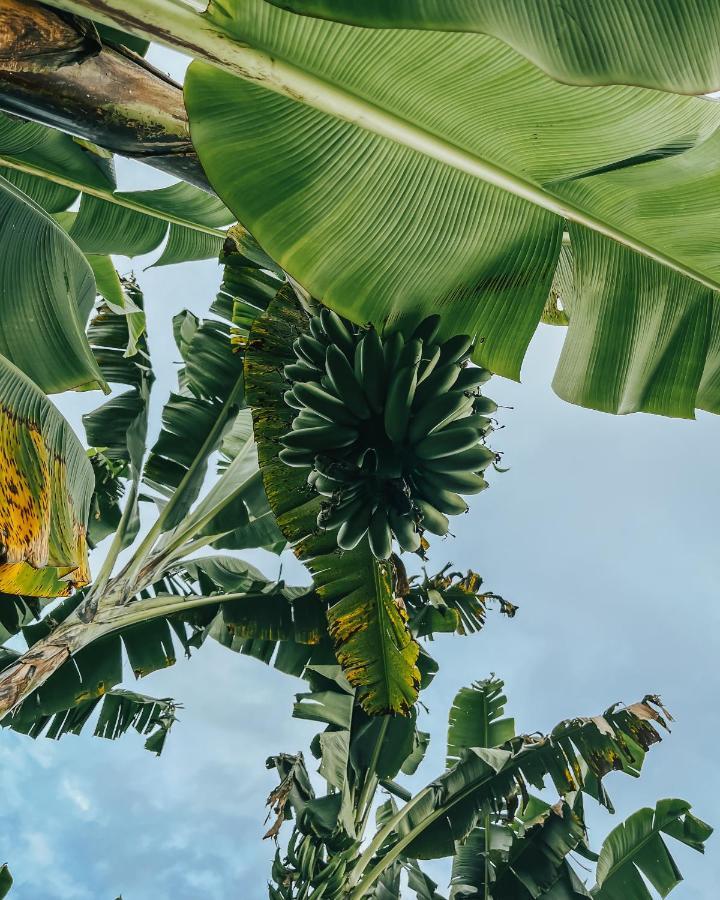 Chami Glamping Villa Manizales Eksteriør bilde